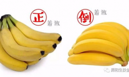 国产超级大香蕉,揭秘我国农业科技新成果