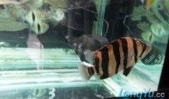 国产四虎精,传奇神话中的守护者与传奇英雄