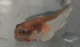 蝌蚪国产,揭开神秘国度的神秘面纱