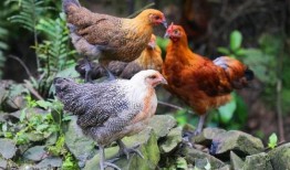 国产插鸡,创新科技引领农业现代化新篇章