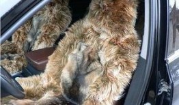 国产A级毛,匠心独运，引领时尚潮流