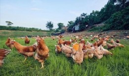 国产插鸡,创新科技引领农业现代化新篇章