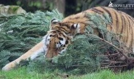 国产四虎精,传奇神话中的守护者与传奇英雄