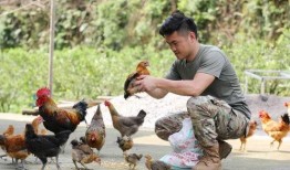 国产插鸡,创新科技引领农业现代化新篇章